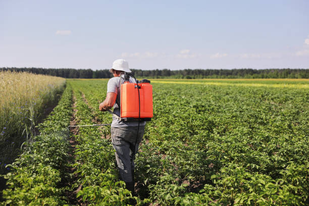 um agricultor com um pulverizador de névoa trata a plantação de batata de pragas e infecção por fungos. use produtos químicos na agricultura. agricultura e agronegócio. processamento de colheita. proteção e cuidado - deadly disease - fotografias e filmes do acervo