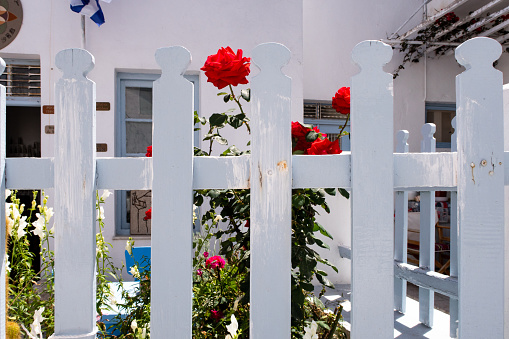 Typical snow-white wooden fence with blooming red roses and plants behind in Plaka Town on Milos Island, Greece. Traditional greek cycladic architecture with whitewashed walls.