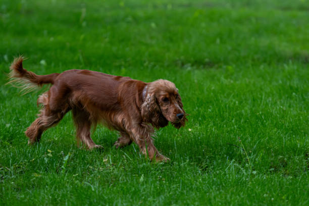 istock red-haired English cocker-spaniel on the green meadow 1327153240