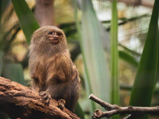 a pygmy marmoset sits on a branch and looks curiously to the side pygmy marmoset sits on a branch and looks curiously to the side pygmy marmoset stock pictures, royalty-free photos & images