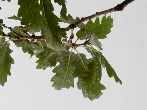 Oak canopy on a white background