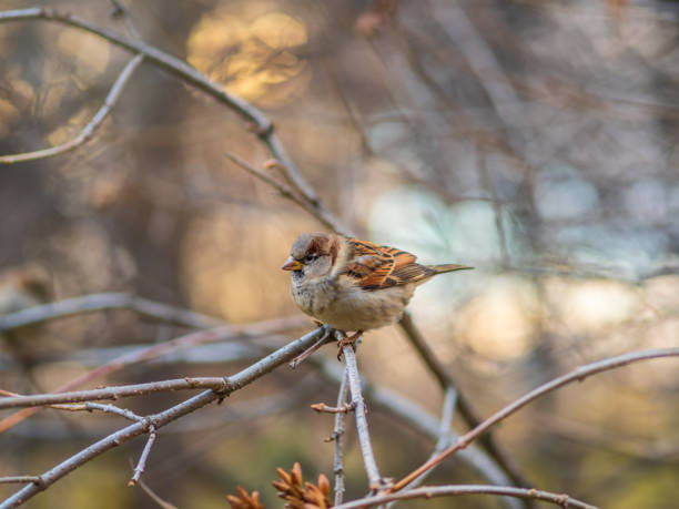 istock Sparrow sitting on a branch with a yellow autumn background 1327154334