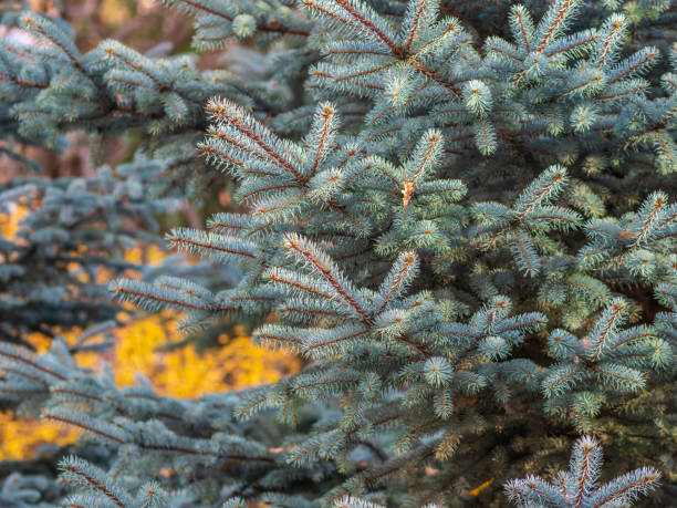 istock Background of green spruce branches in sunset light 1327154365
