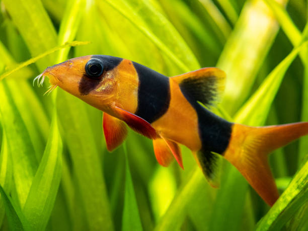 großer clown-loach isoliert im fischtank (chromobotia macracanthus) mit verschwommenem hintergrund - tropical fish clown fish isolated animal stock-fotos und bilder