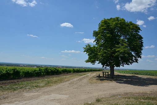 Table and a bench in the shade of large oaks in the agricultural field
