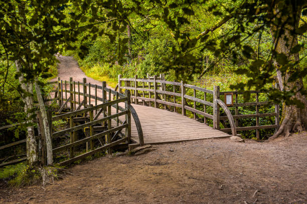 Pooh Bridge located in the One Hundred Acre woods in the stories by AA Milne of Christopher Robin and Winnie the Pooh . Pooh Sticks bridge were Pooh sticks originated located in the One Hundred Acre wood in Ashdown Forest near Hartfield. ashdown forest photos stock pictures, royalty-free photos & images