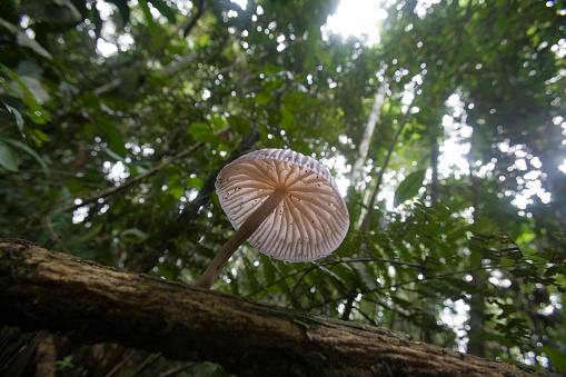 Fungi in the rainforest near the Pastasa River in the Southern Orient region of South East Ecuador.