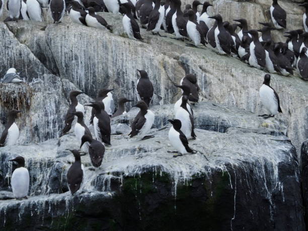 istock Kittiwake birds on rocks 1327157792