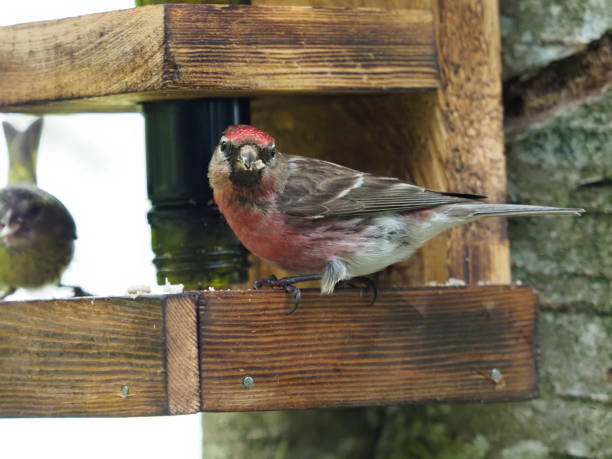 istock Lesser redpoll bird on feeder 1327157871