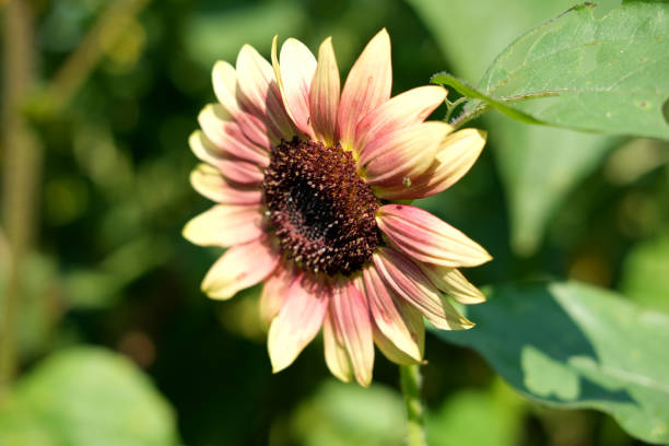 istock Beautiful summer sunflowers in a field 1327158435