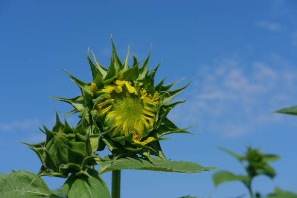 istock Beautiful summer sunflowers in a field 1327159459