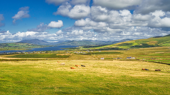 View from Kerry Cliffs on resting or grazing cattle on fields and pastures with beautiful fiords in background, Portmagee, Ring of Kerry, Ireland