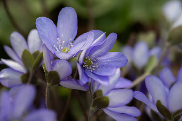 Beautiful spring blue flowers, close-up. Spring summer floral background with copy space. Selective focus.