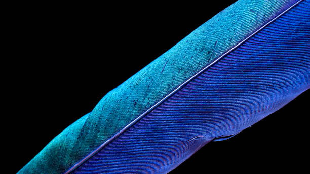 istock blue bird feather on black isolated background 1327161110