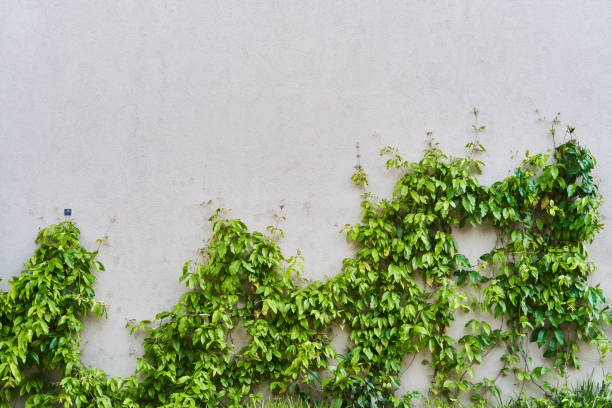 istock The Green Creeper Plant on a wall. Background 1327161811