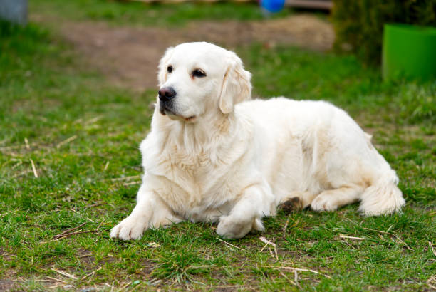 istock white retriever dog lying down in the grass 1327162418