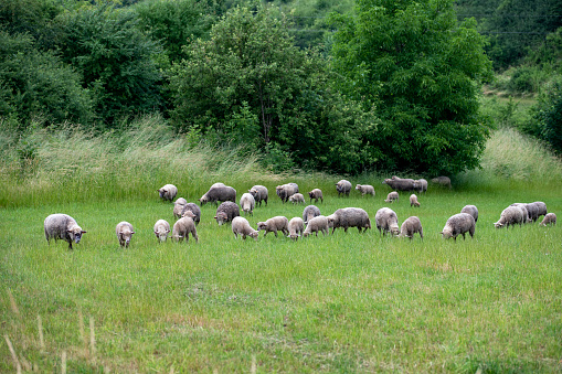 Sheep grazing on the green meadow. Animals kept in rural households. Summer season.
