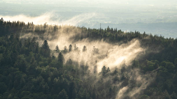 поднимающийся пар после грозы в шварцвальде - black forest стоковые фото и изображения