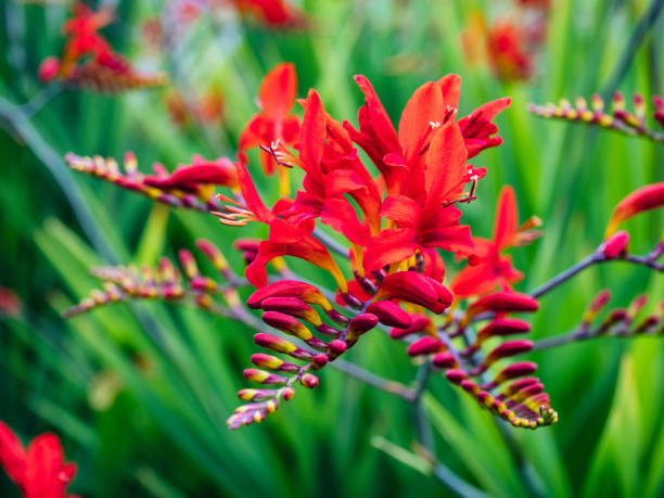 Crocosmia Lucifer in Washington State Close-up of multi colored wands covered with exotic red tubular flowers growing amidst sword-shaped leaves in Seattle garden, early summer. crocosmia stock pictures, royalty-free photos & images