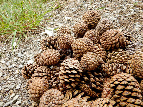 Many pine cones on a path in the mountains