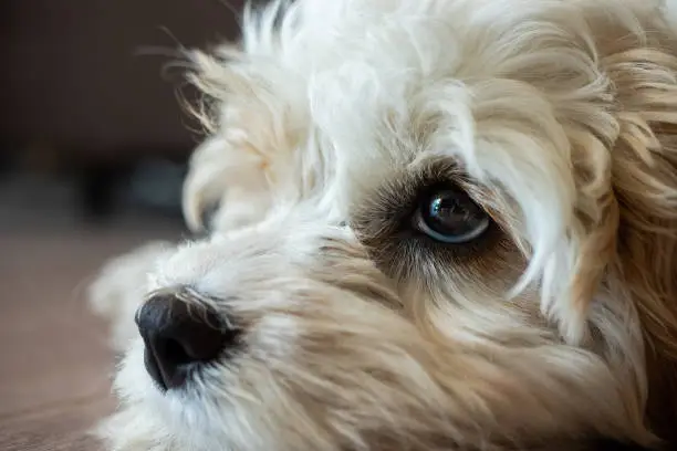 Photo of Cute Puppy Fluffy Friend Cockapoo Breed Dog Happy Sleepy