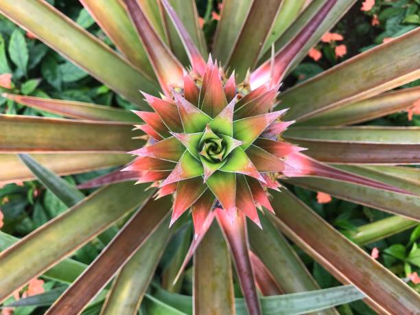 istock Overhead shot of pineapple 1327174973
