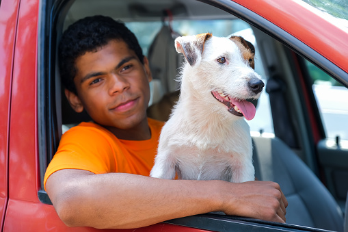 Dog Jack Russell sits in the car with his owner Young African American with him in the front seat