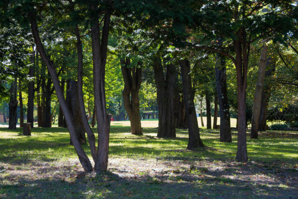 parque de verano con el sol brillando a través de los árboles - soto fotografías e imágenes de stock