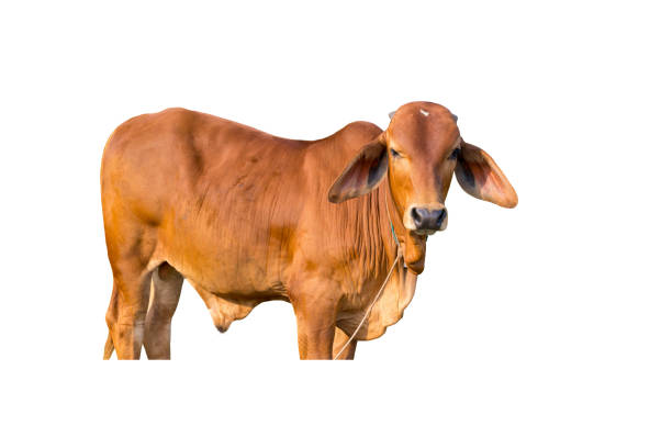 istock Cow calf,  Portrait,  isolated on white  Background. 1327179415