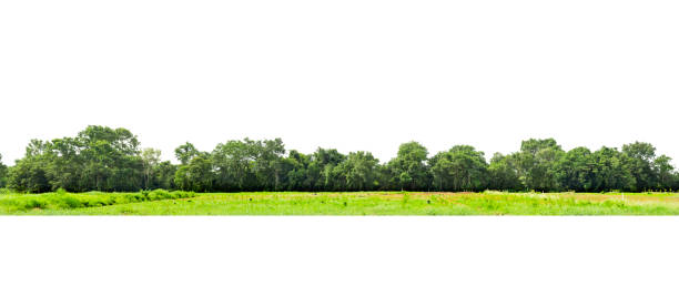 istock View of a High definition, Treeline  isolated 1327179430