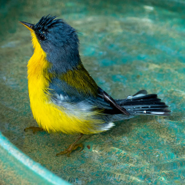 istock Tropical Parula (Setophaga pitiayumi) is a small New World warbler. 1327182485