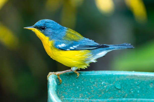 istock Tropical Parula (Setophaga pitiayumi) is a small New World warbler. 1327182504