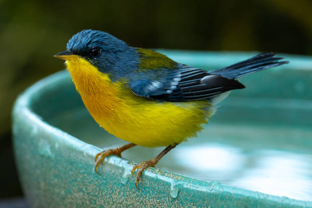 istock Tropical Parula (Setophaga pitiayumi) is a small New World warbler. 1327182538