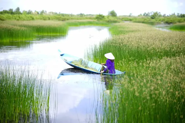 Photo of Green grass on the water in Mekong Delta Vietnam