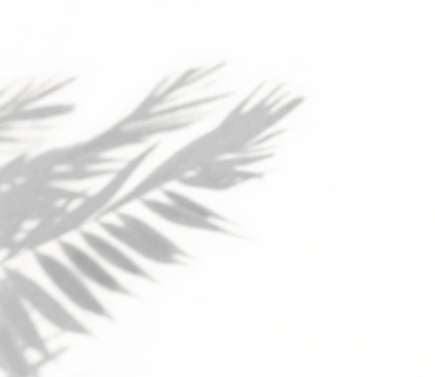 istock Shadow of palm leaf on white wall background 1327187292