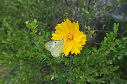 A Butterfly On the Coreopsis lanceolata Lanceleaf Tickseed