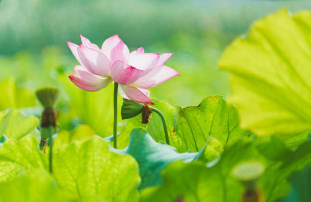 Beautiful lotus in the pond
