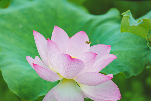 istock Beautiful lotus in the pond 1327189239