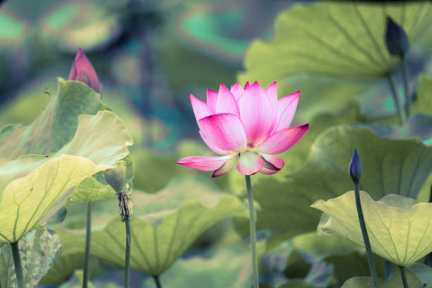 istock Beautiful lotus in the pond 1327189259