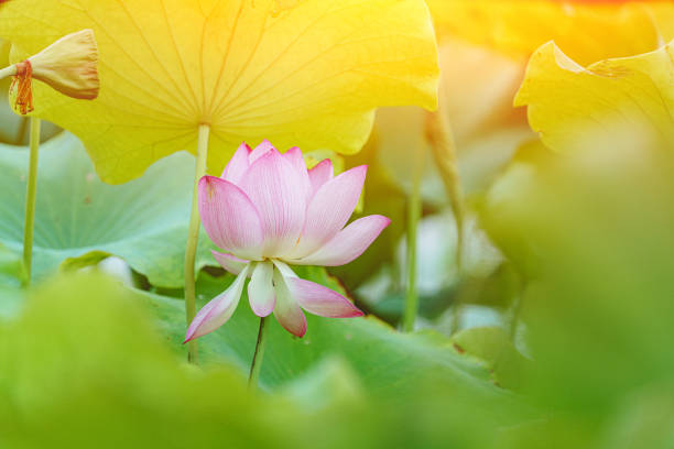 Beautiful lotus in the pond
