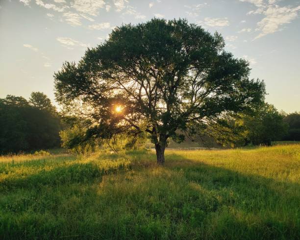 Showy Oak Tree at Dawn A gorgeous oak tree viewed against a summer sunrise in a central Texas pasture. tree of life stock pictures, royalty-free photos & images