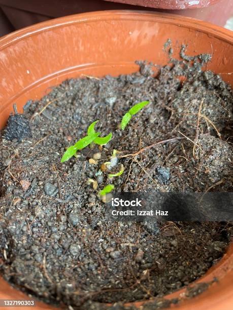 Vegetable Seedlings That Have Been Planted In Pots In The Process Of Growing Stock Photo - Download Image Now