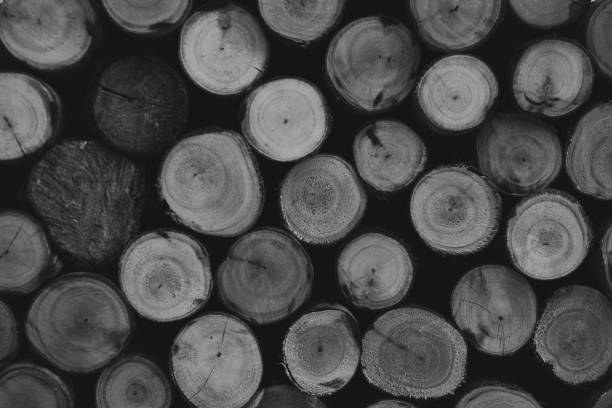 istock Stack log texture, Natural wood cut background with black and white tone 1327190390
