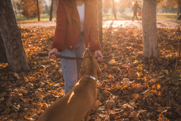 istock Portrait of dog biting the stick 1327191328