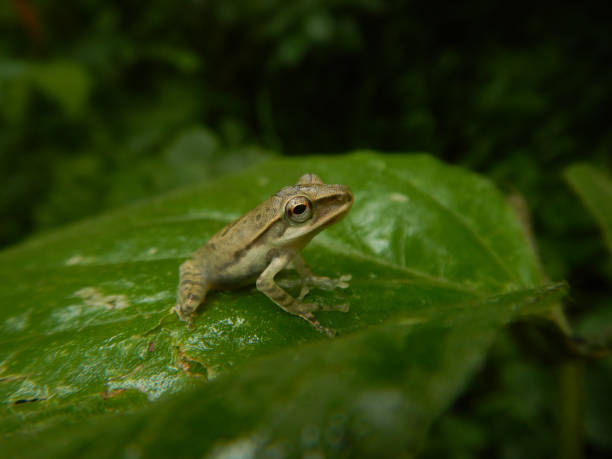 istock Polypedates maculatus, Common Indian tree frog from kerala on a green leaf 1327199170