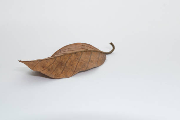 istock Brown leaves isolated on white background 1327199955