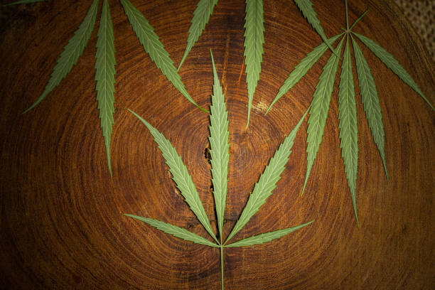 istock Various Cannabis leaves on wooden table. 1327200680