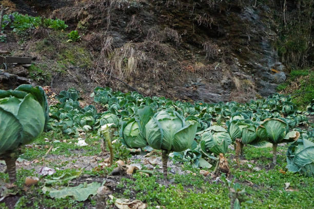 Natural landscape of house garden