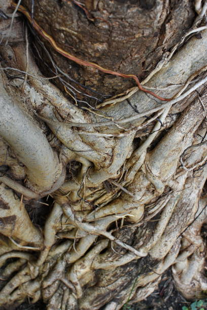 istock Strong roots of old trees. 1327203318