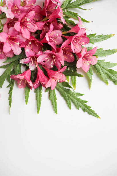 istock postcard mockup. composition of pink flowers and an envelope 1327204433